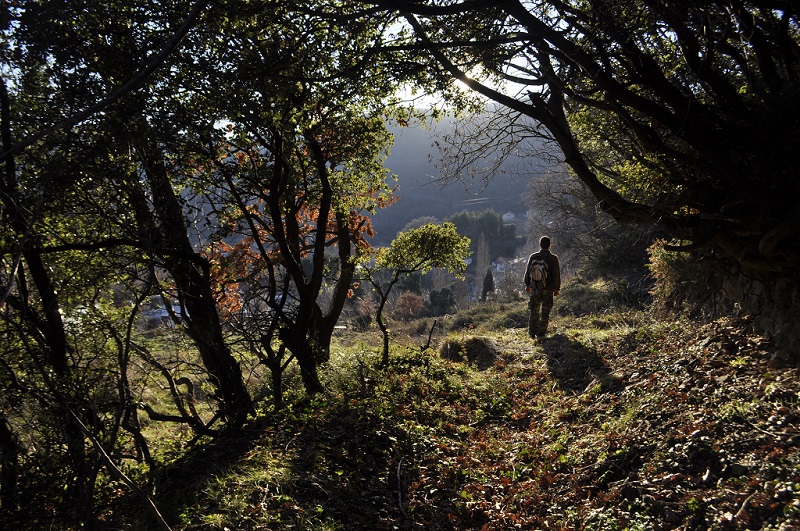 Walker gazing the view of the forest